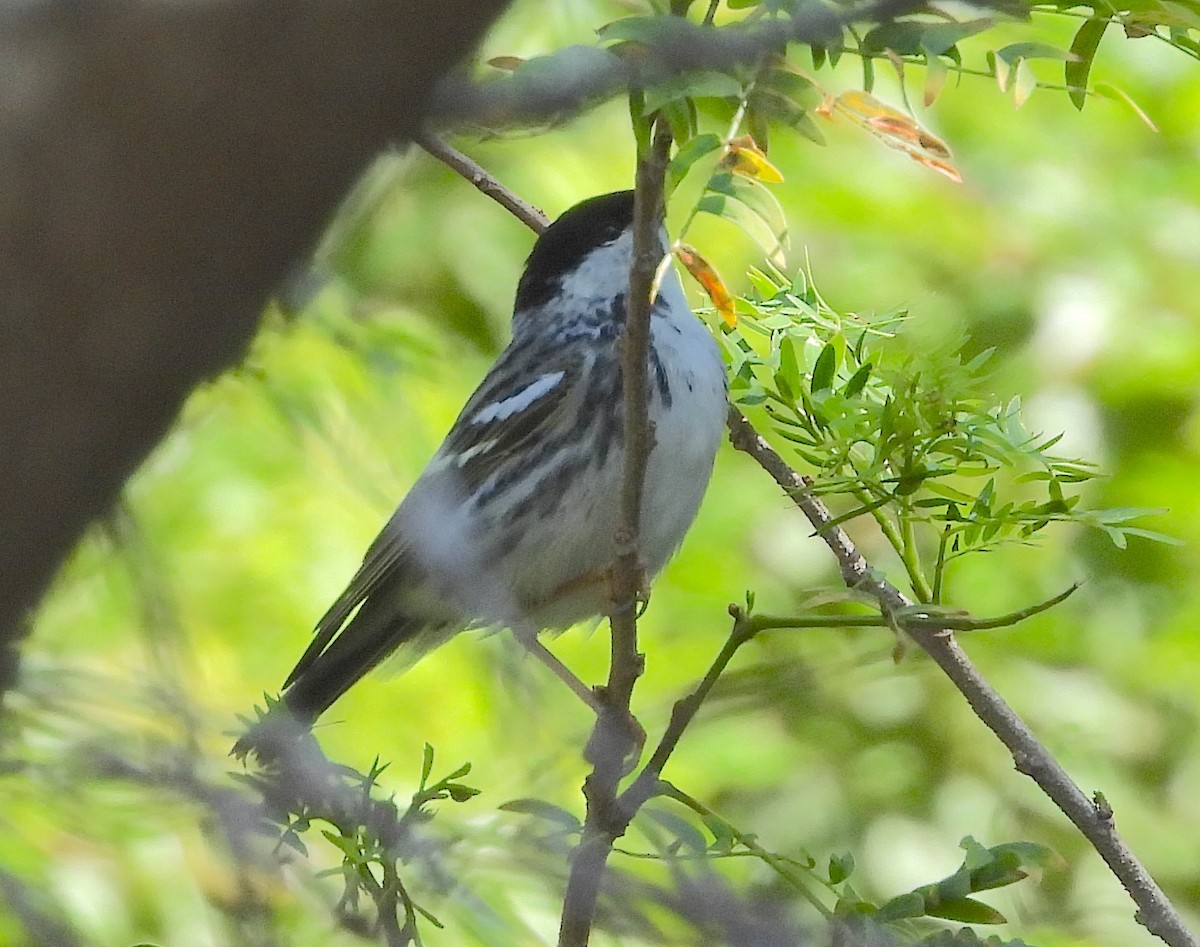 eBird Checklist 5 May 2024 Double Hammock Creek 16 species