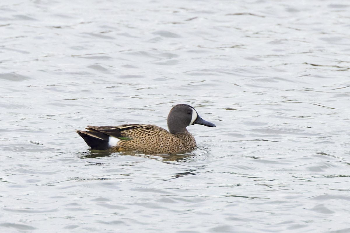 Blue-winged Teal - ML618489523