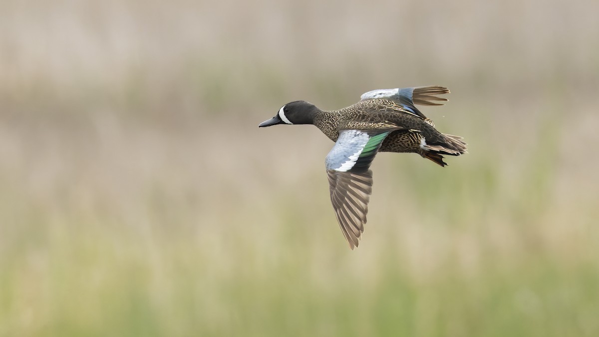 Blue-winged Teal - ML618489524
