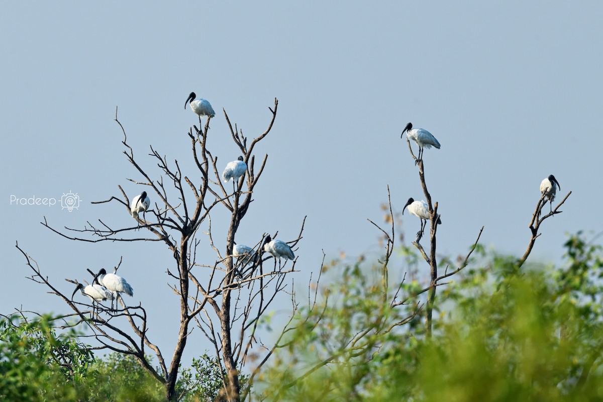 Black-headed Ibis - Pradeep Choudhary