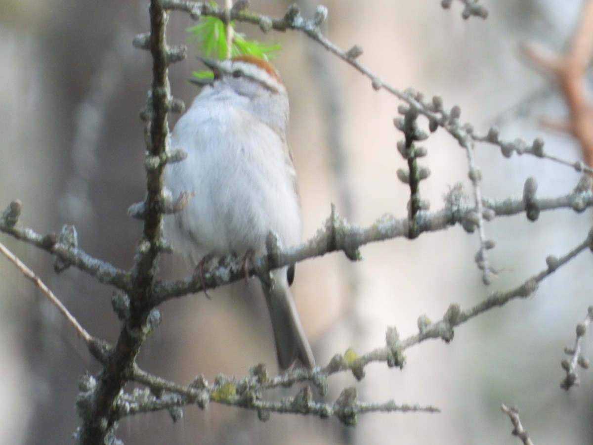 Chipping Sparrow - ML618489581