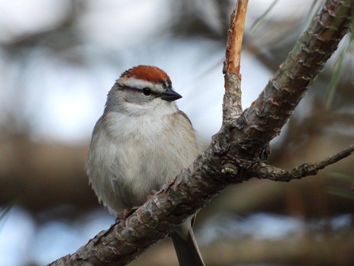 Chipping Sparrow - ML618489582