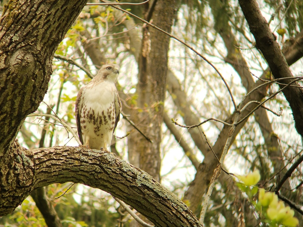 Red-tailed Hawk - ML618489591