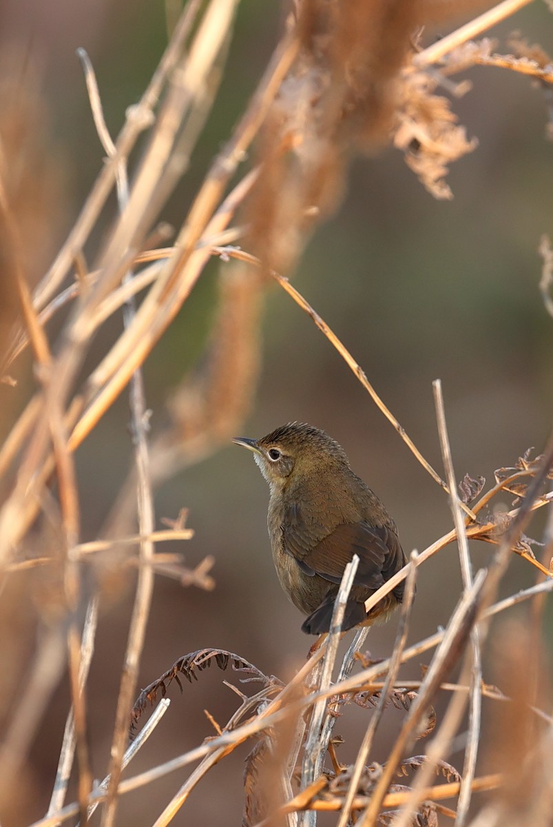 Brown Bush Warbler - Subhojit Chakladar