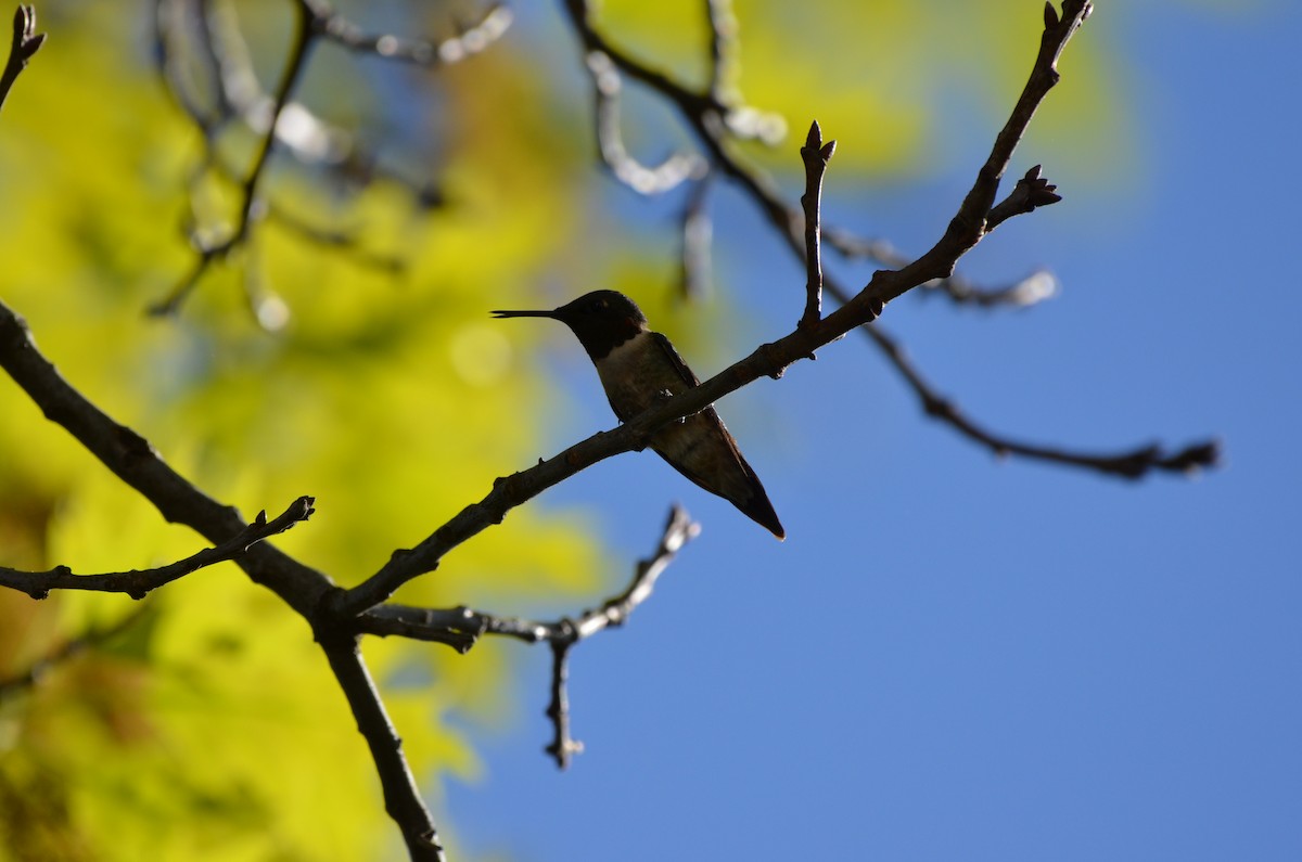 Ruby-throated Hummingbird - ML618489638