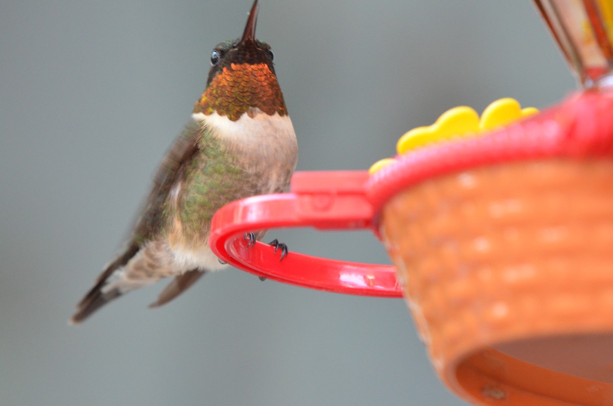 Ruby-throated Hummingbird - ML618489639