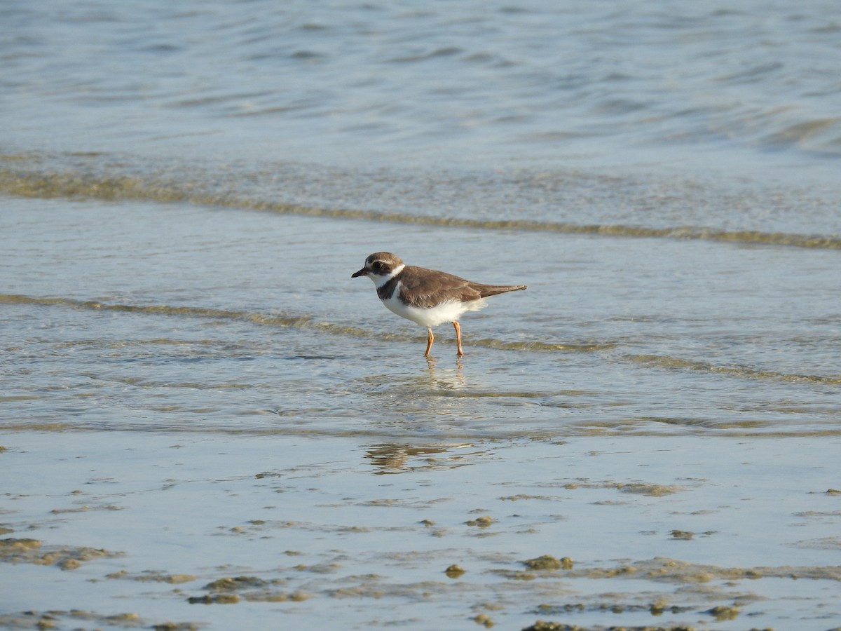 Semipalmated Plover - ML618489641