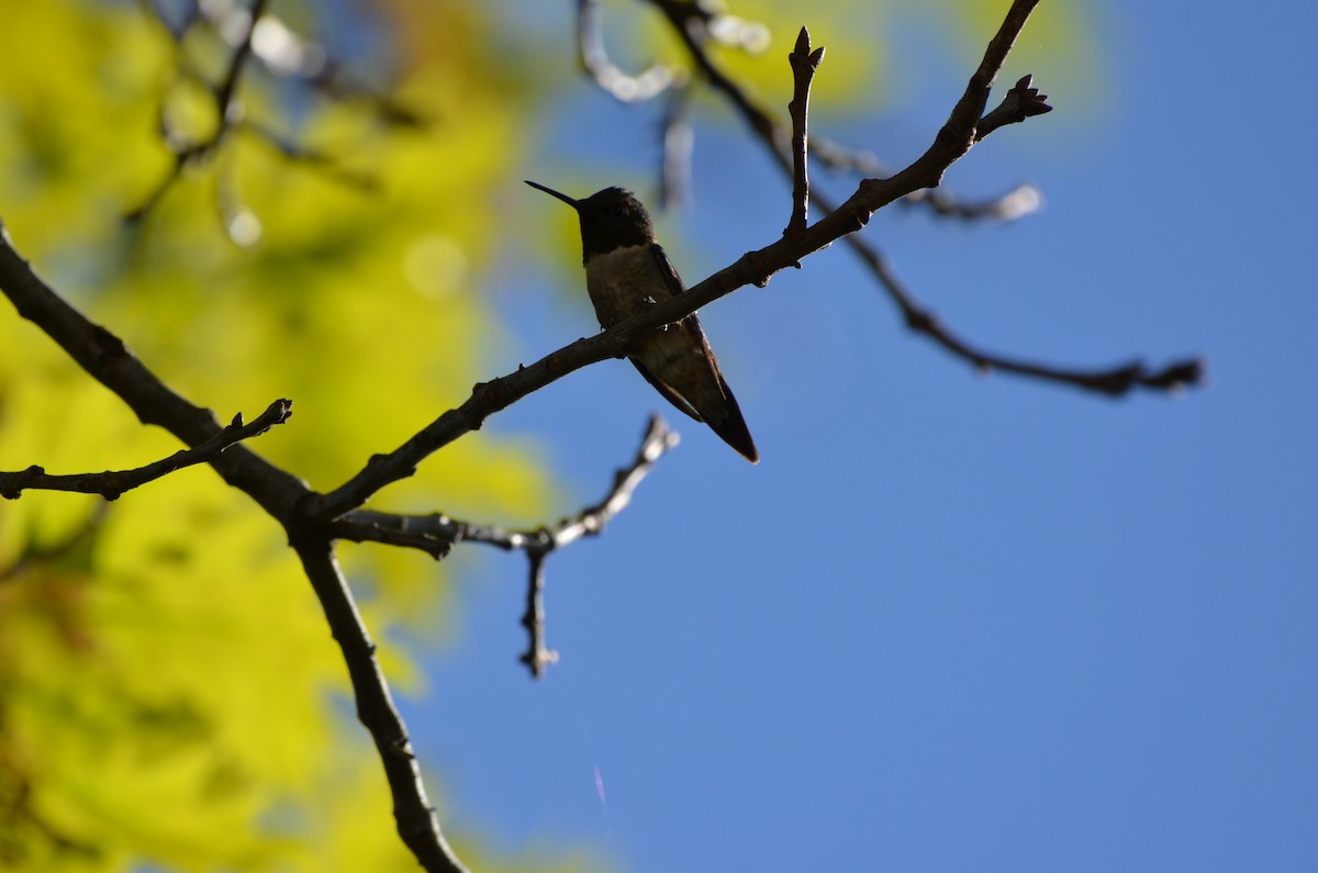 Ruby-throated Hummingbird - Harrison Taylor
