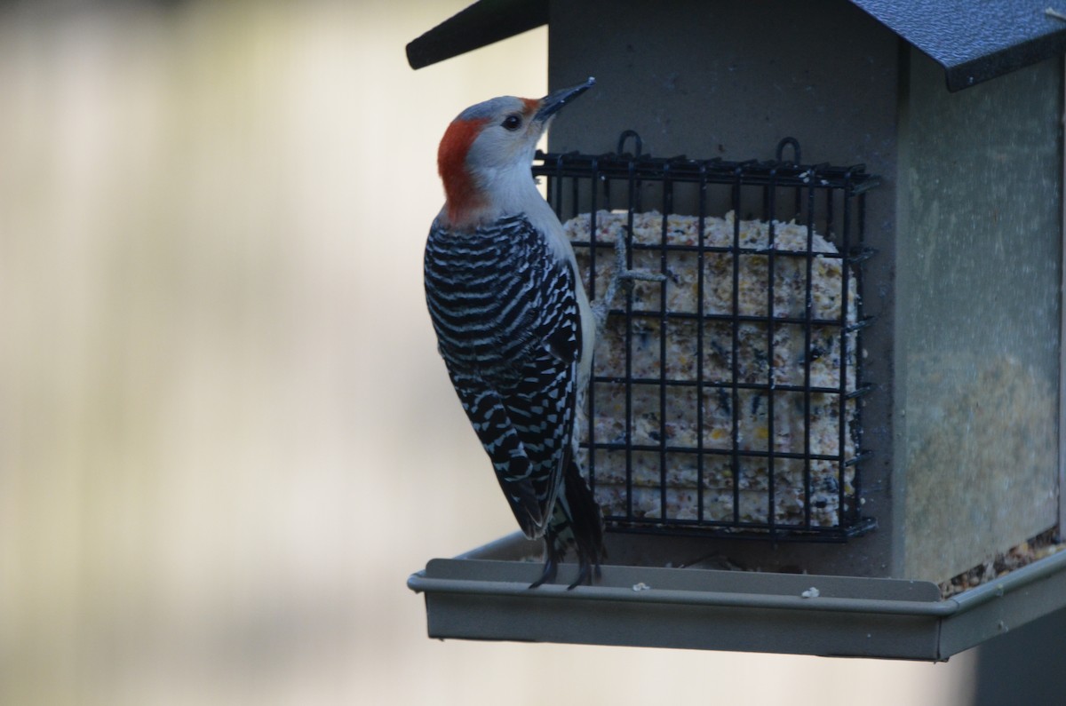 Red-bellied Woodpecker - ML618489657
