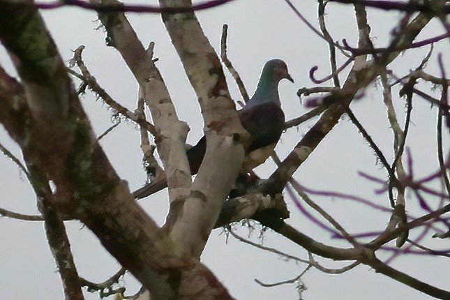 Barred Cuckoo-Dove - ML618489668