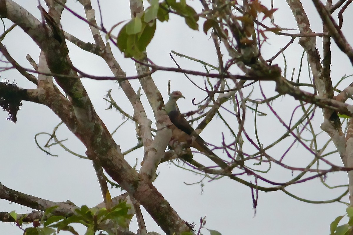 Barred Cuckoo-Dove - ML618489669