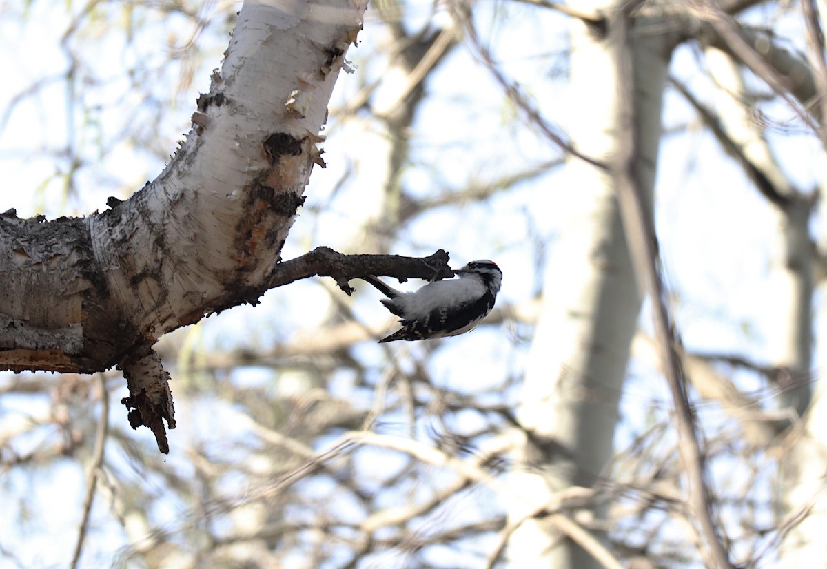 Downy Woodpecker - Stacey Bissell