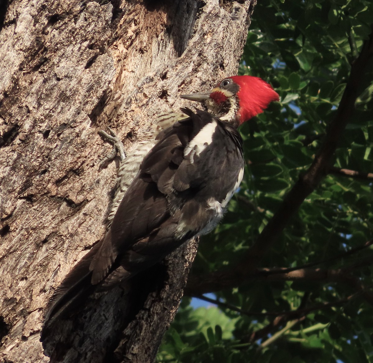 Lineated Woodpecker - ML618489713