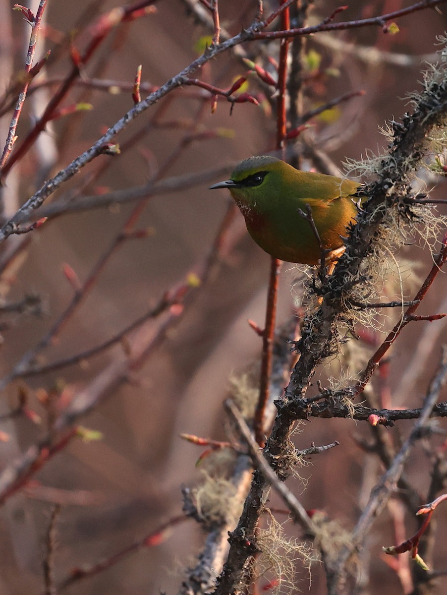 Fire-tailed Myzornis - Subhojit Chakladar