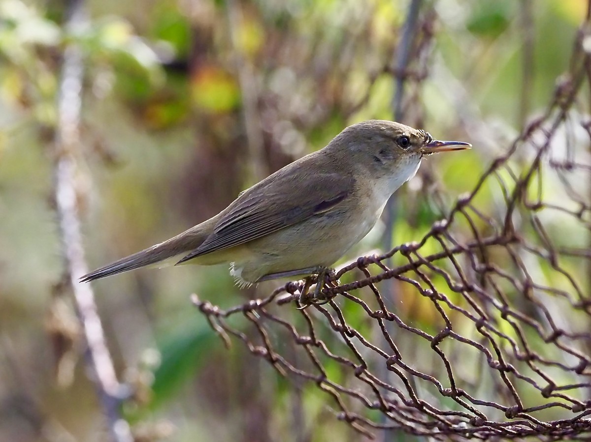 Common Reed Warbler - ML618489725