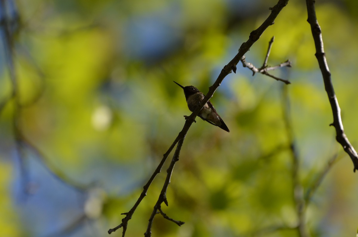 Ruby-throated Hummingbird - ML618489726