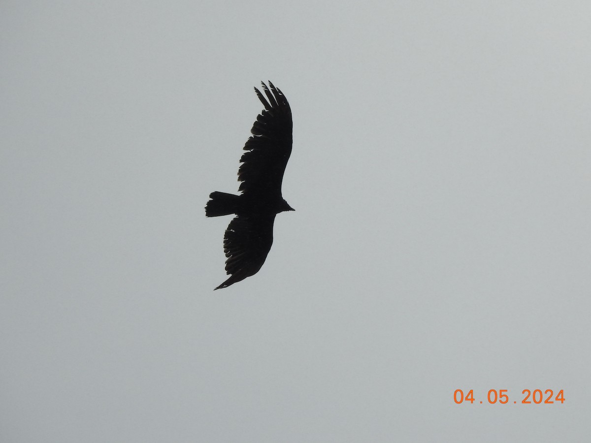 Turkey Vulture - dave haupt