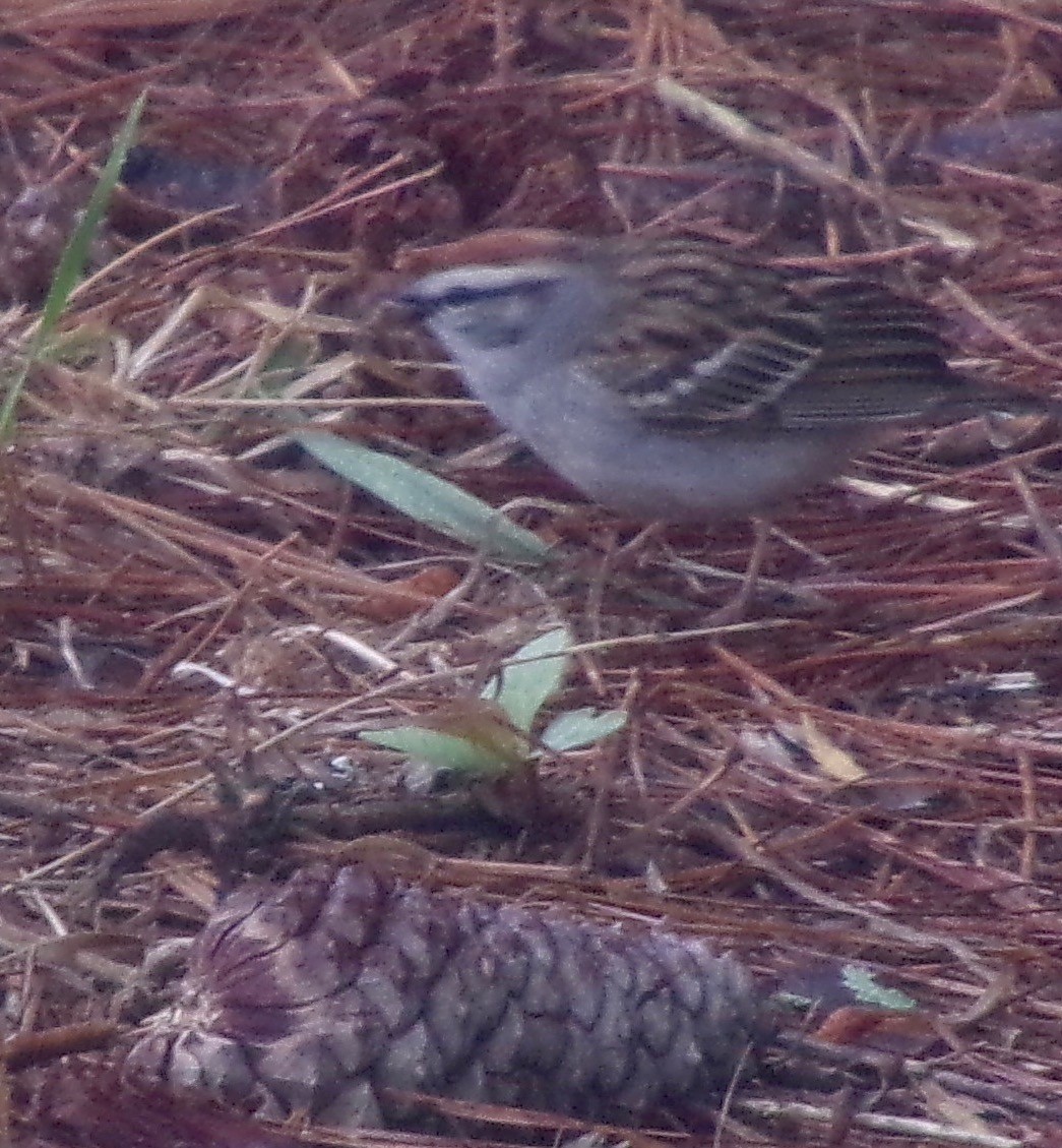 Chipping Sparrow - ML618489748