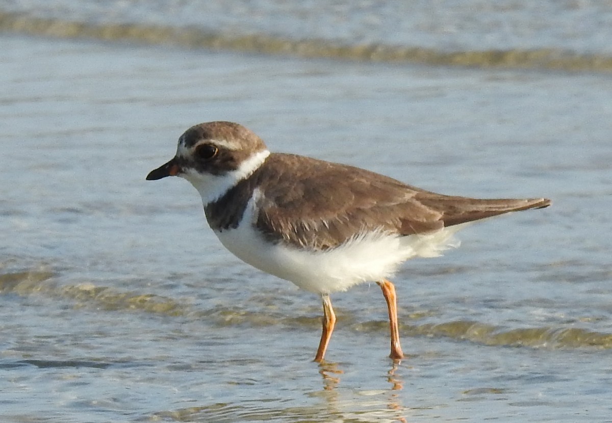 Semipalmated Plover - ML618489761