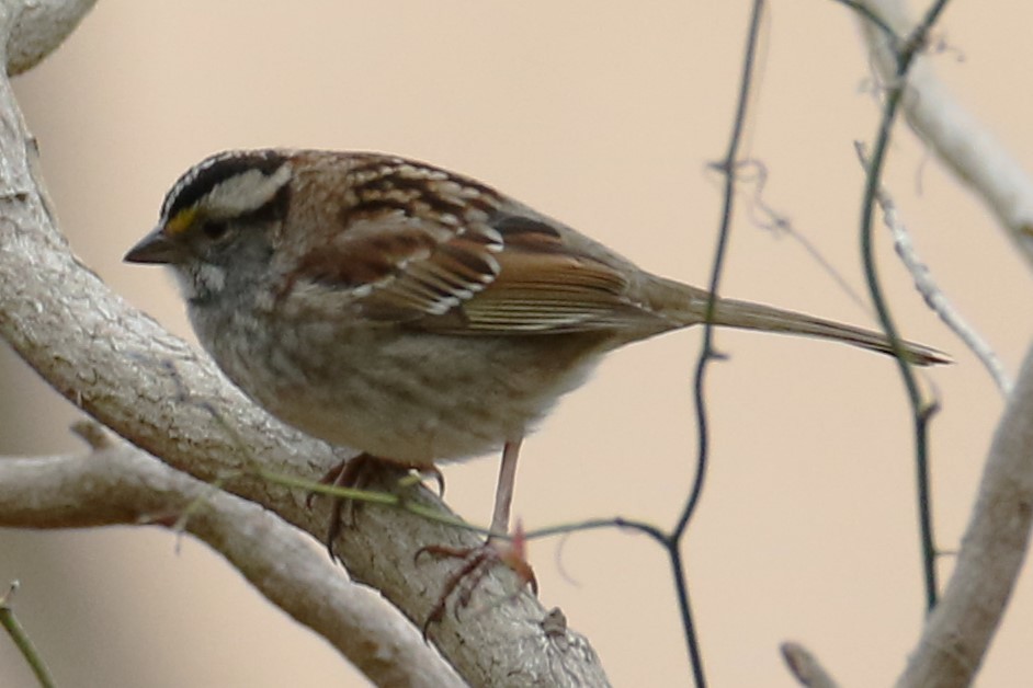 White-throated Sparrow - ML618489765