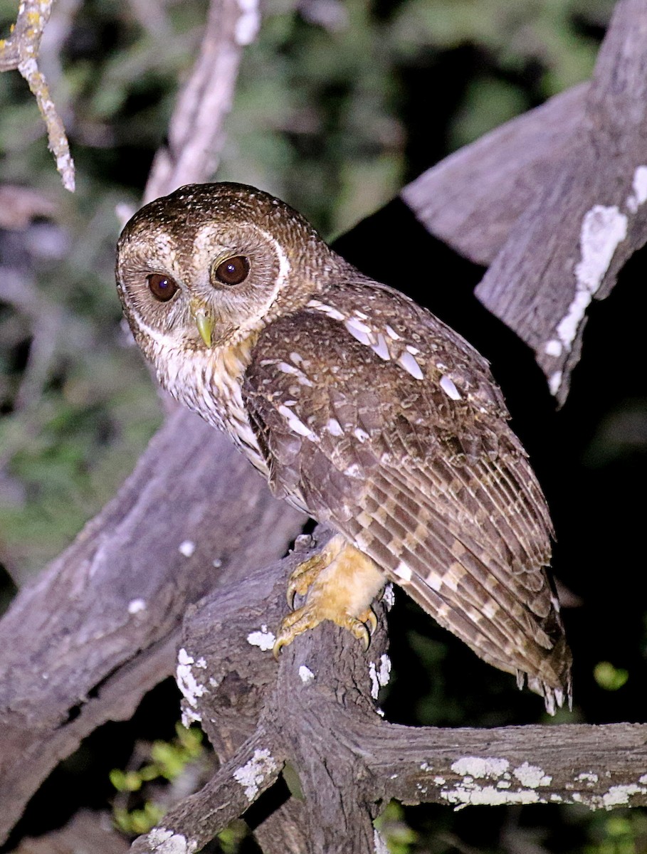 Mottled Owl - ML618489769