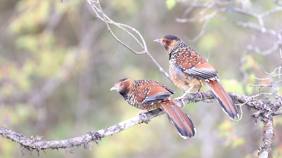 Spotted Laughingthrush - ML618489790