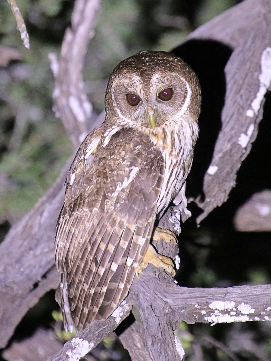 Mottled Owl - ML618489826