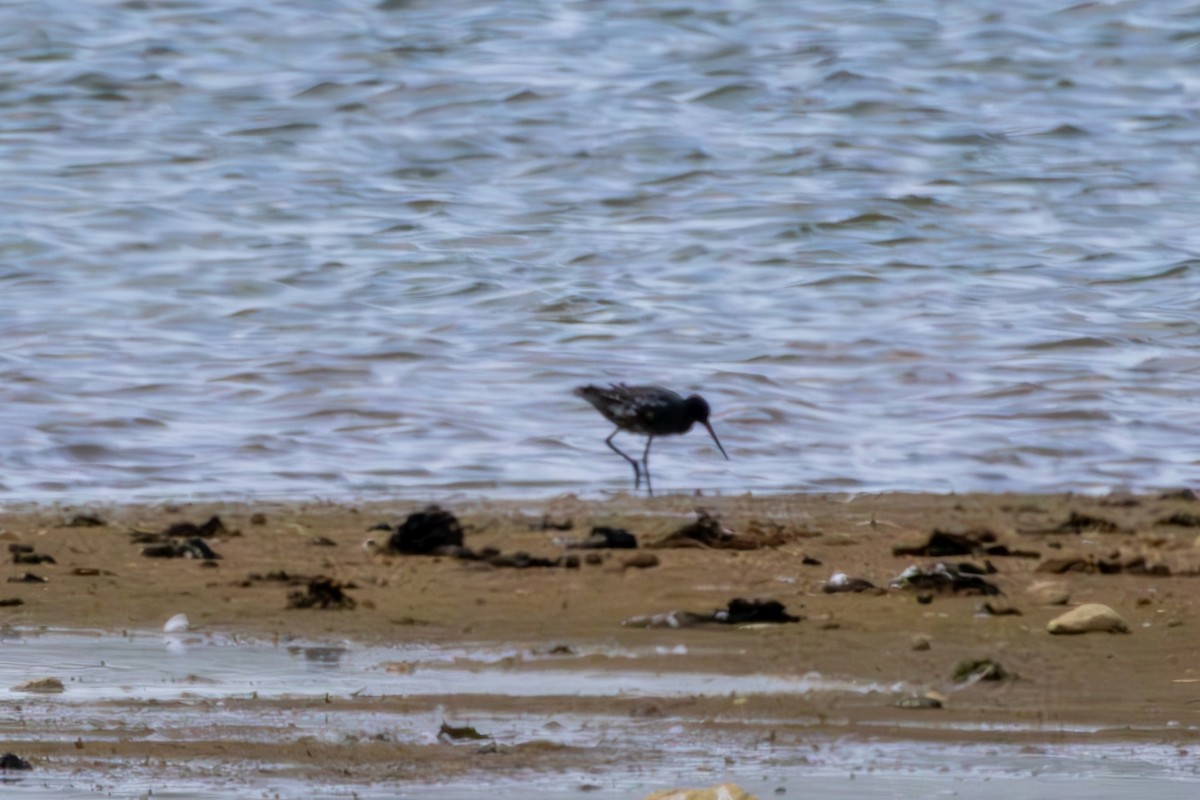 Spotted Redshank - ML618489834