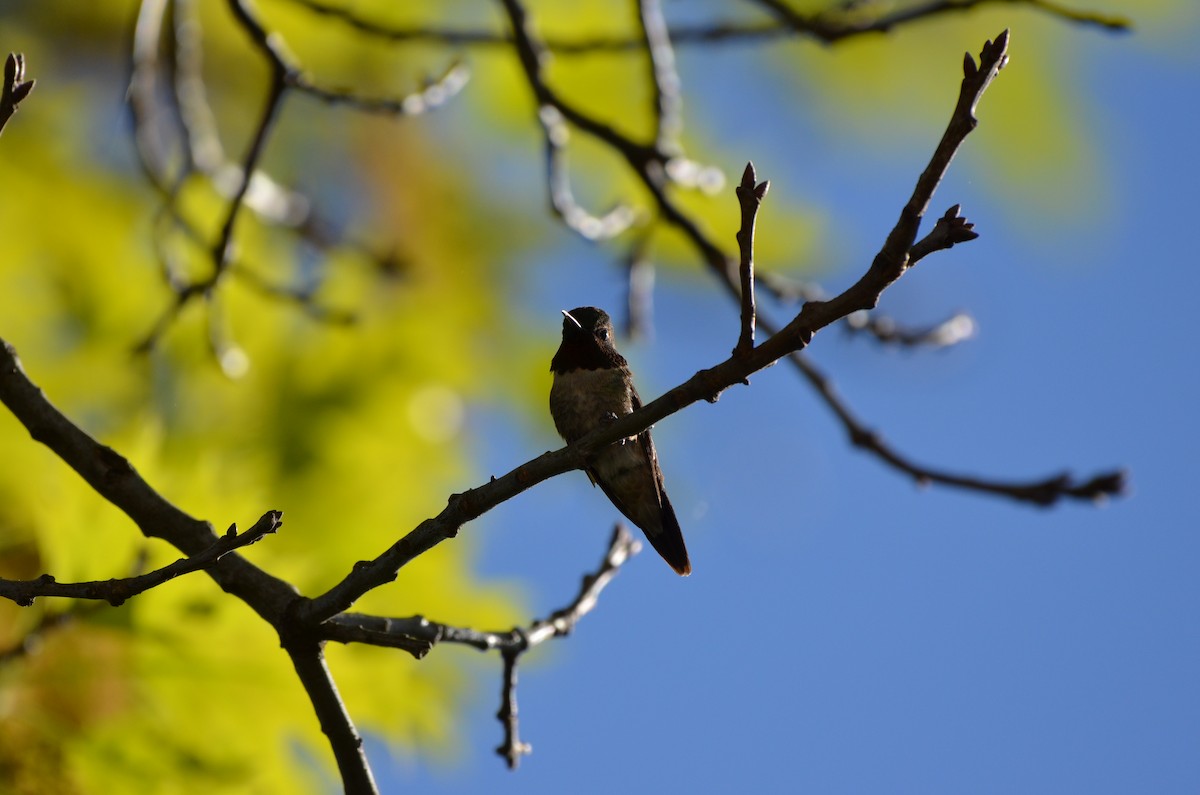 Ruby-throated Hummingbird - Harrison Taylor