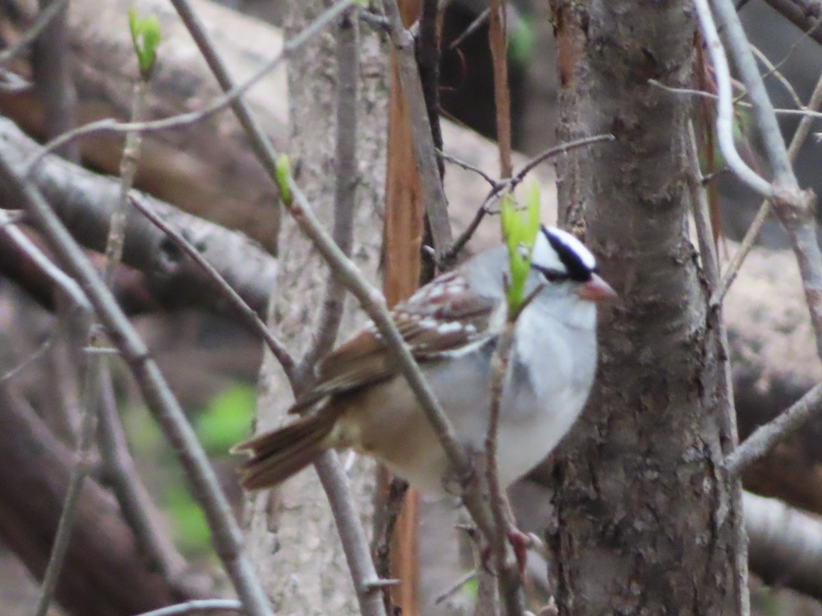 White-crowned Sparrow - ML618489855