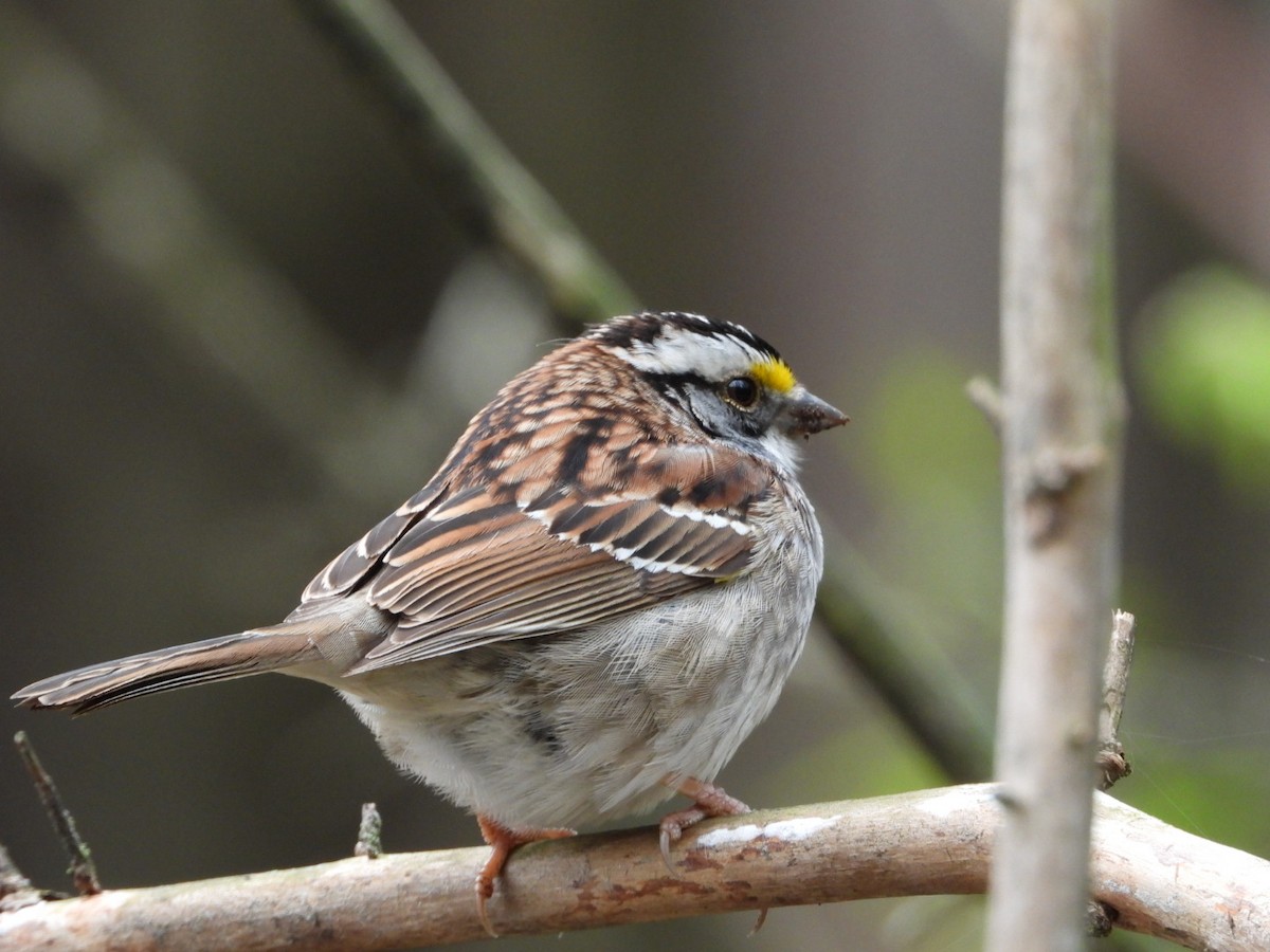 White-throated Sparrow - ML618489931