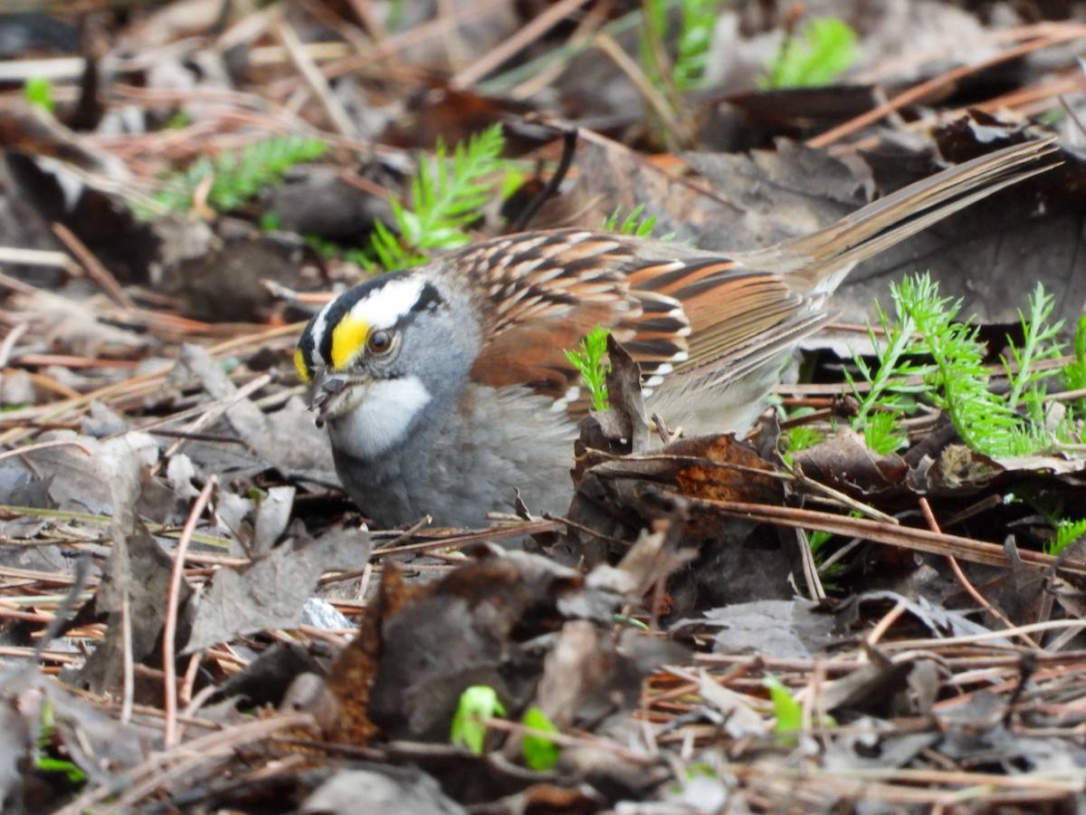 White-throated Sparrow - ML618489932