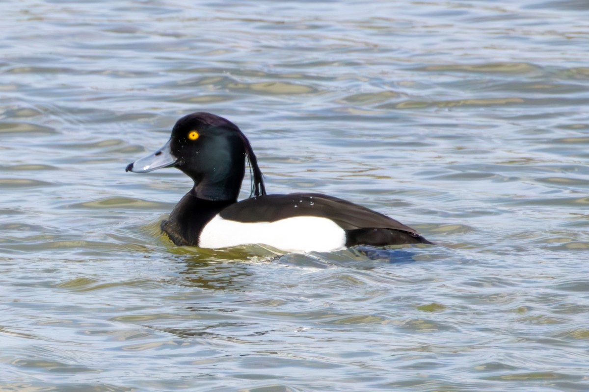 Tufted Duck - ML618489953
