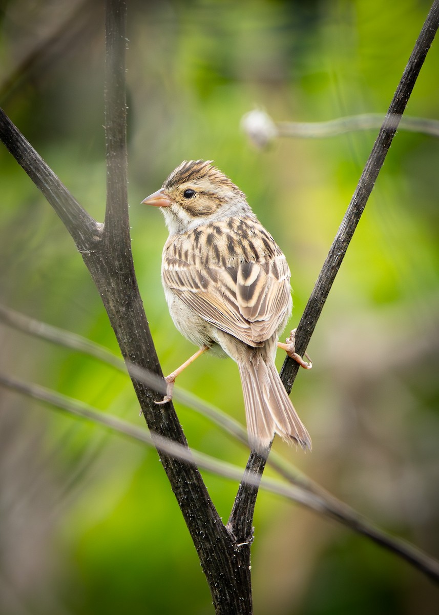 Clay-colored Sparrow - ML618490020