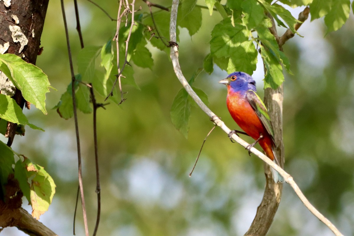 Painted Bunting - ML618490036