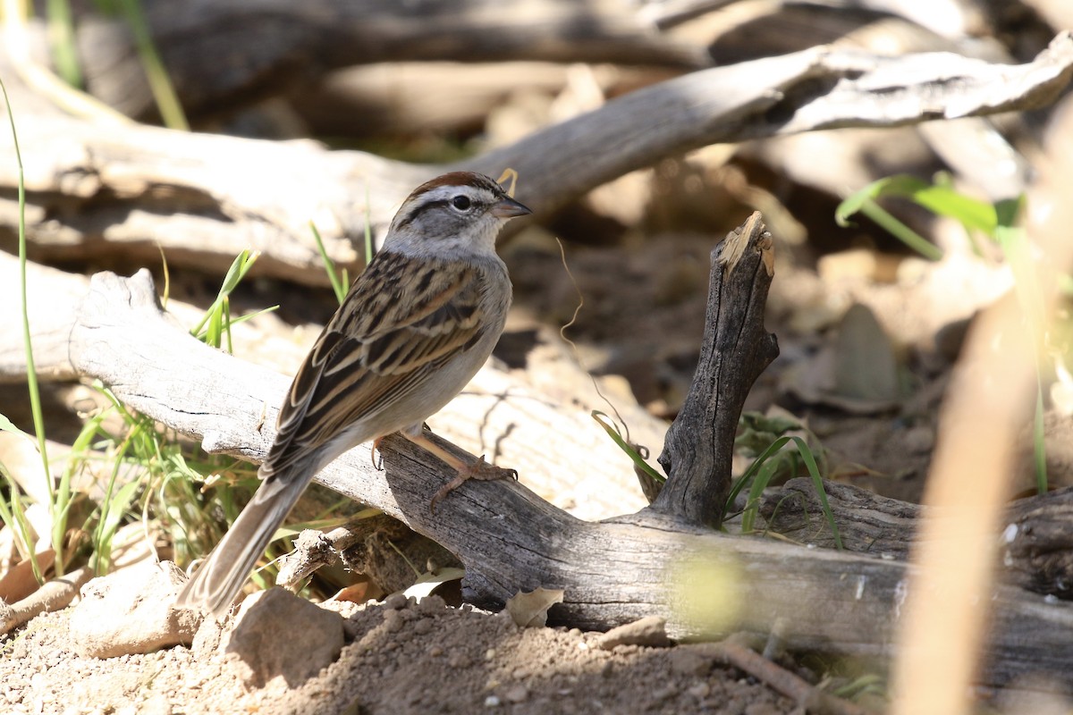 Chipping Sparrow - ML618490050