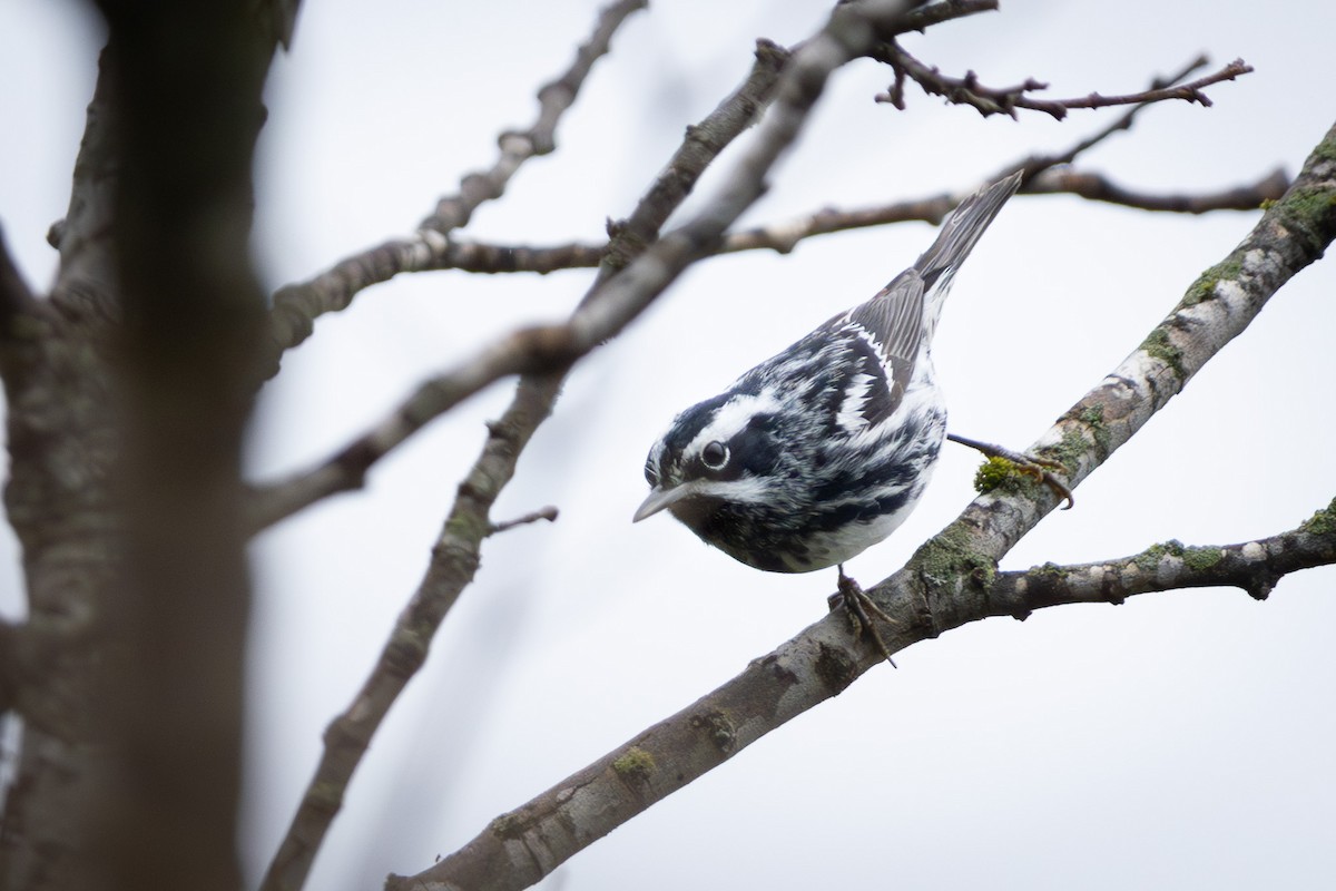 Black-and-white Warbler - ML618490071