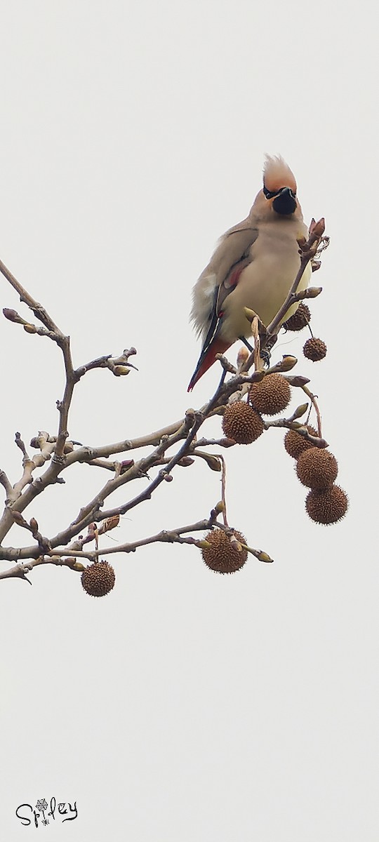 Japanese Waxwing - ML618490073