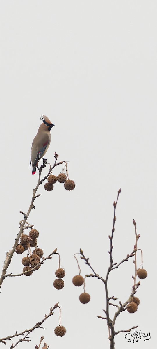 Japanese Waxwing - ML618490074