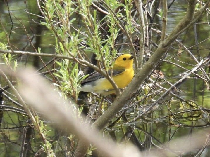 Prothonotary Warbler - ML618490116
