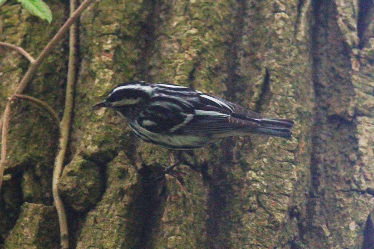 Black-and-white Warbler - ML618490158