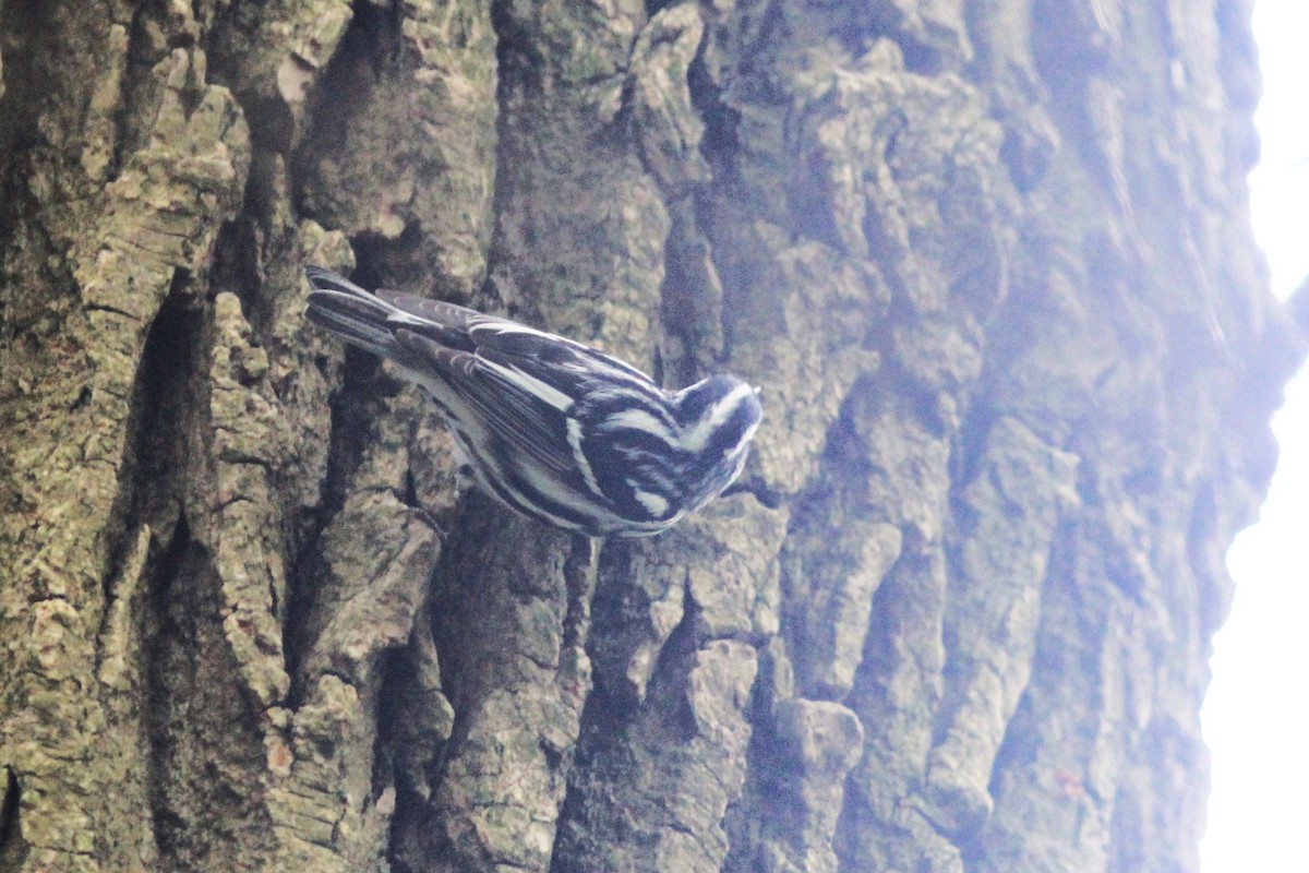 Black-and-white Warbler - ML618490164