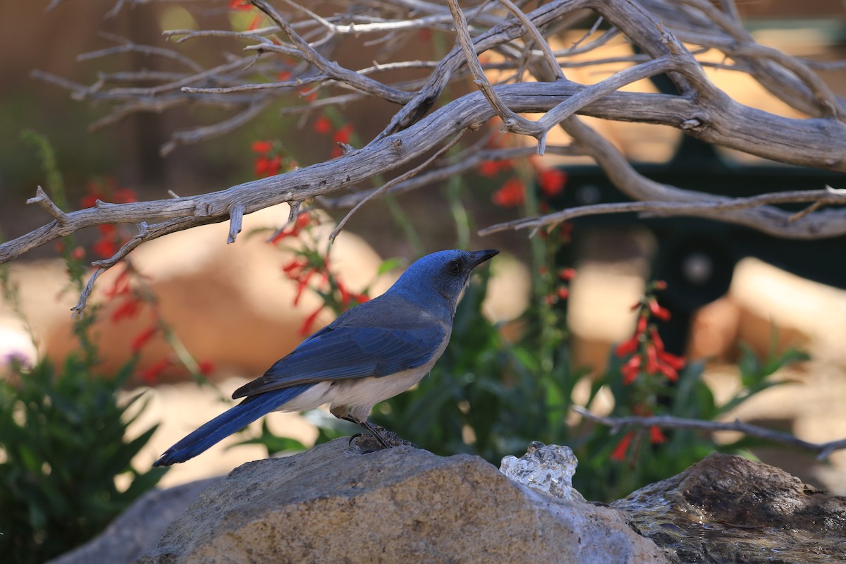 Mexican Jay - ML618490165