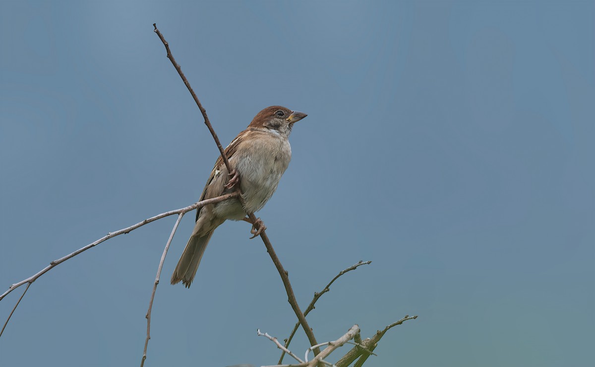 Eurasian Tree Sparrow - ML618490179