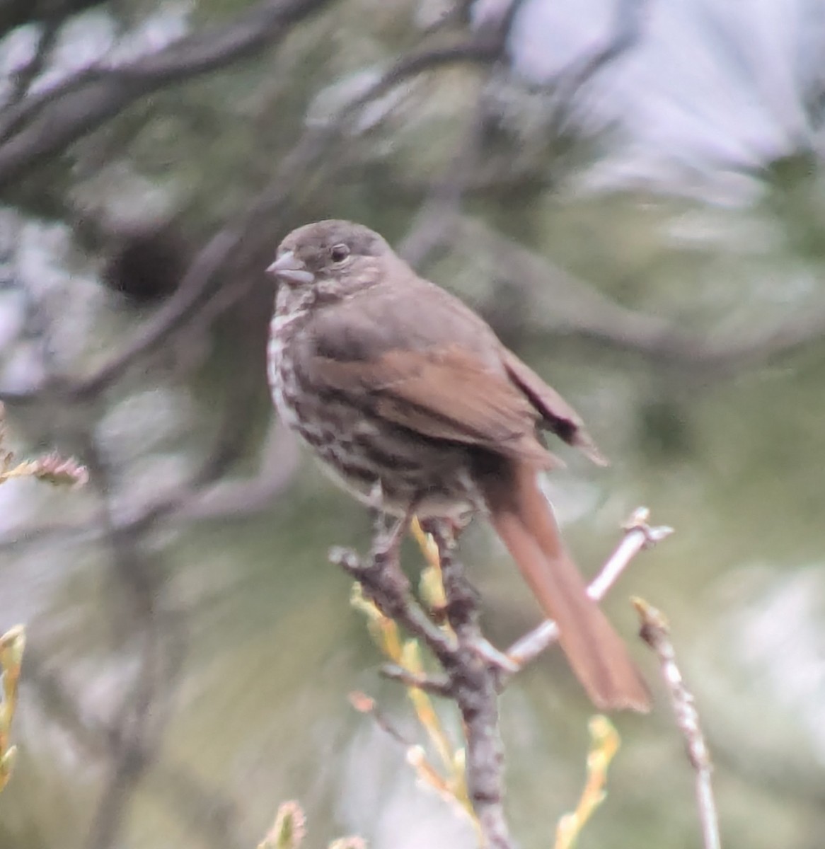 Fox Sparrow (Slate-colored) - ML618490189