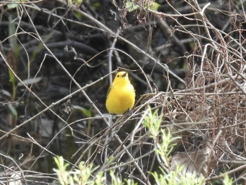 Prothonotary Warbler - ML618490208