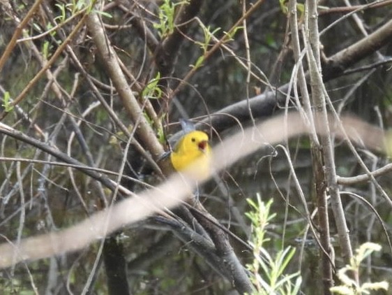 Prothonotary Warbler - ML618490209