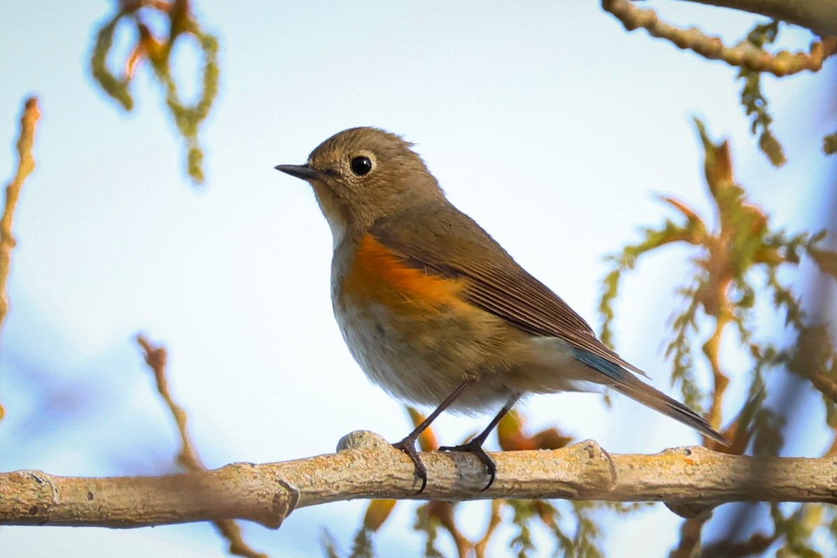 Red-flanked Bluetail - ML618490210