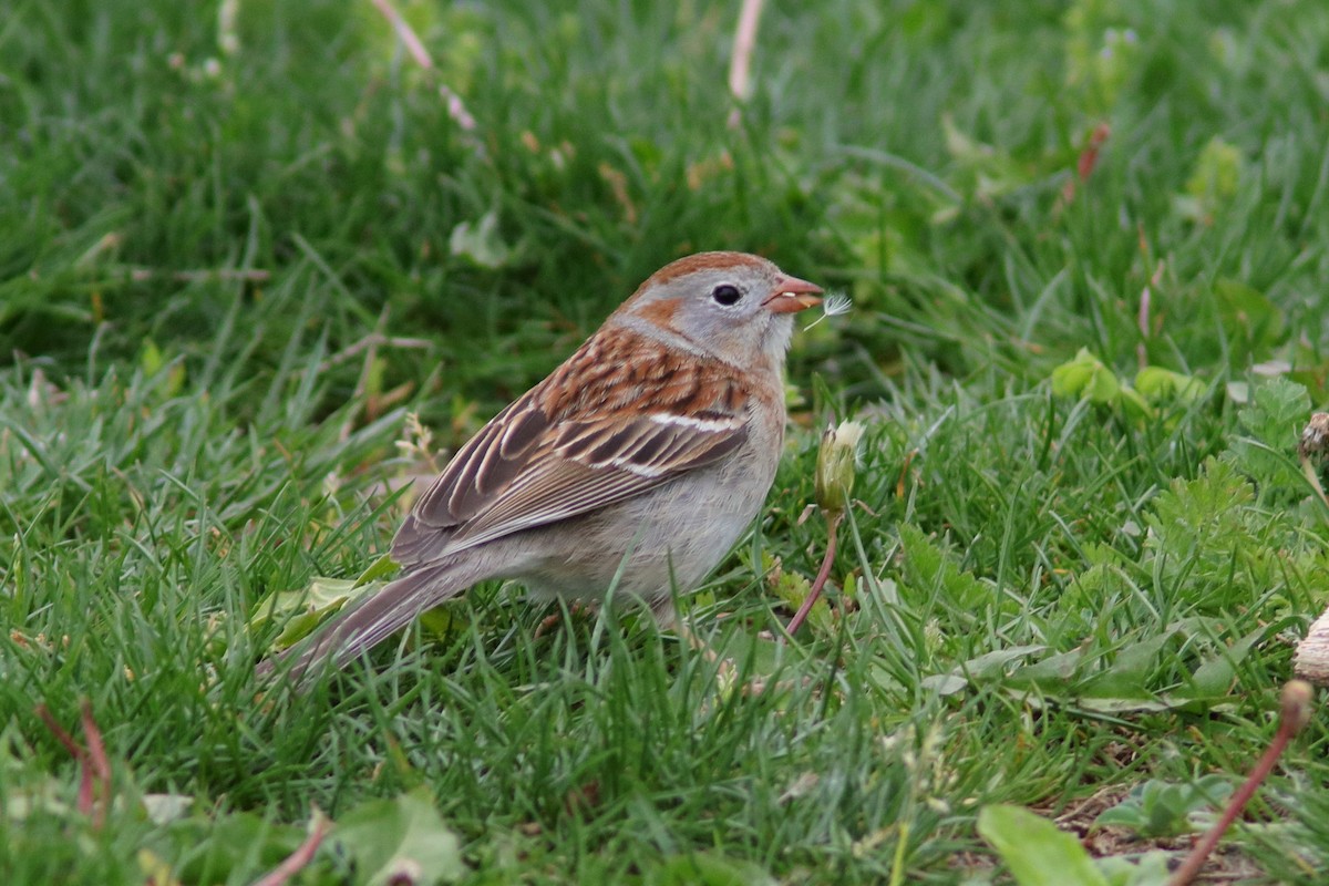 Field Sparrow - ML618490233