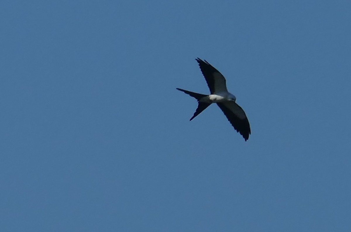 Swallow-tailed Kite - ML618490303